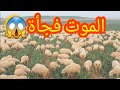 يوميات راعي الغنم الموضوع حول البرسيم او ALFASSA واسباب انتفاخها واسباب الموت فجأة 