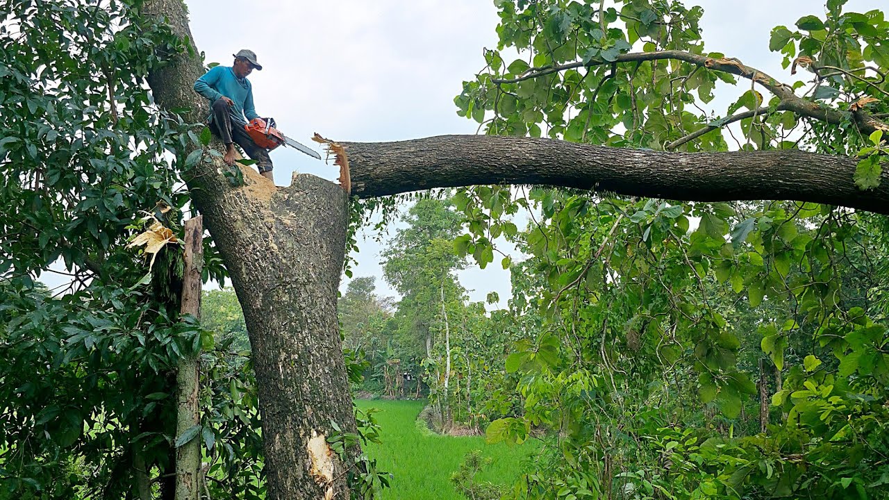 Hard work… Felling Dangerous Leaning Tree‼️ - YouTube
