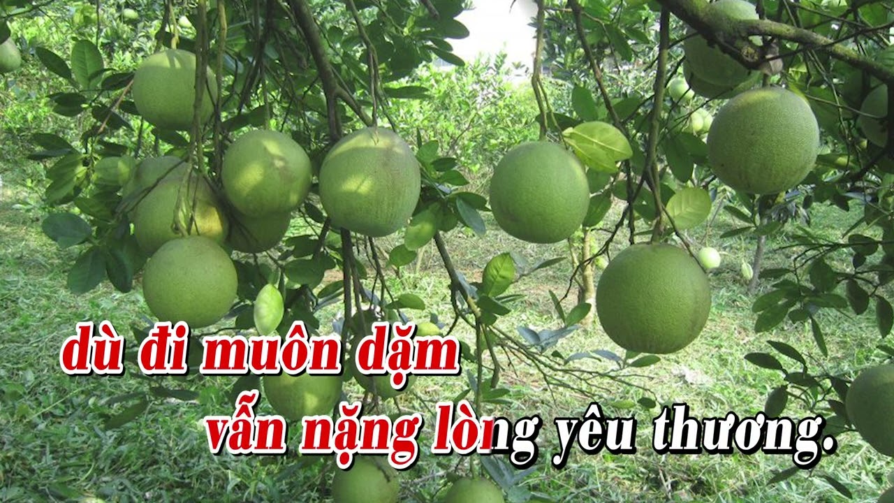 VƯỜN BƯỞI TÔI YÊU - Lý Bông Dừa (Giọng Nam cao) - youtube