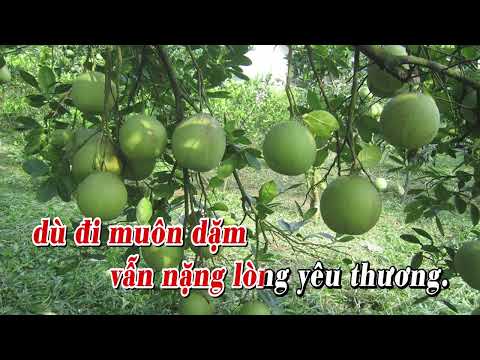 Video VƯỜN BƯỞI TÔI YÊU - Lý Bông Dừa (Giọng Nam cao) - youtube