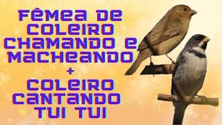 💗 FÊMEA DE COLEIRO CHAMANDO E MACHEANDO + MACHO CANTANDO TUI TUI. JUNTOS PRA  FOGUEAR O SEU