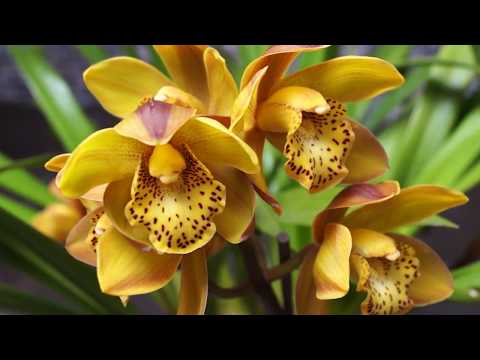 Video: Цимбидия орхидеясы уулуубу?