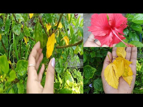 वीडियो: फुकिया पौधों पर पीली पत्तियां - पीली पत्तियों के साथ फुकिया के लिए फिक्स