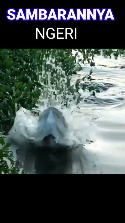 Sambaran ikan besar ~ mancing ambyar terbaru 2021 #shorts