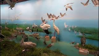 Poyang Lake: How Do We Balance Ecology and Development