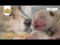 갑자기 사라진 남편을 만삭의 몸으로 홀로 기다리던 개.. 결국ㅣHeavily Pregnant Dog Looked For Her Husband Who Disappeared