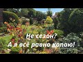 Summer Move The Tree Is Shocked The Rhododendron Is Happy рџЊї My Experience Of Replanting Plants Summer Move The Tree Is Shocked The Rhododendron Is Happy рџЊї My Experience Of Replanting Plants