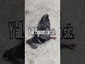 🔥 Unhinged energy, 10/10, no notes #shorts #viral #funny