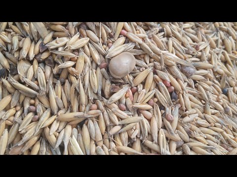 Poplon 16 składników