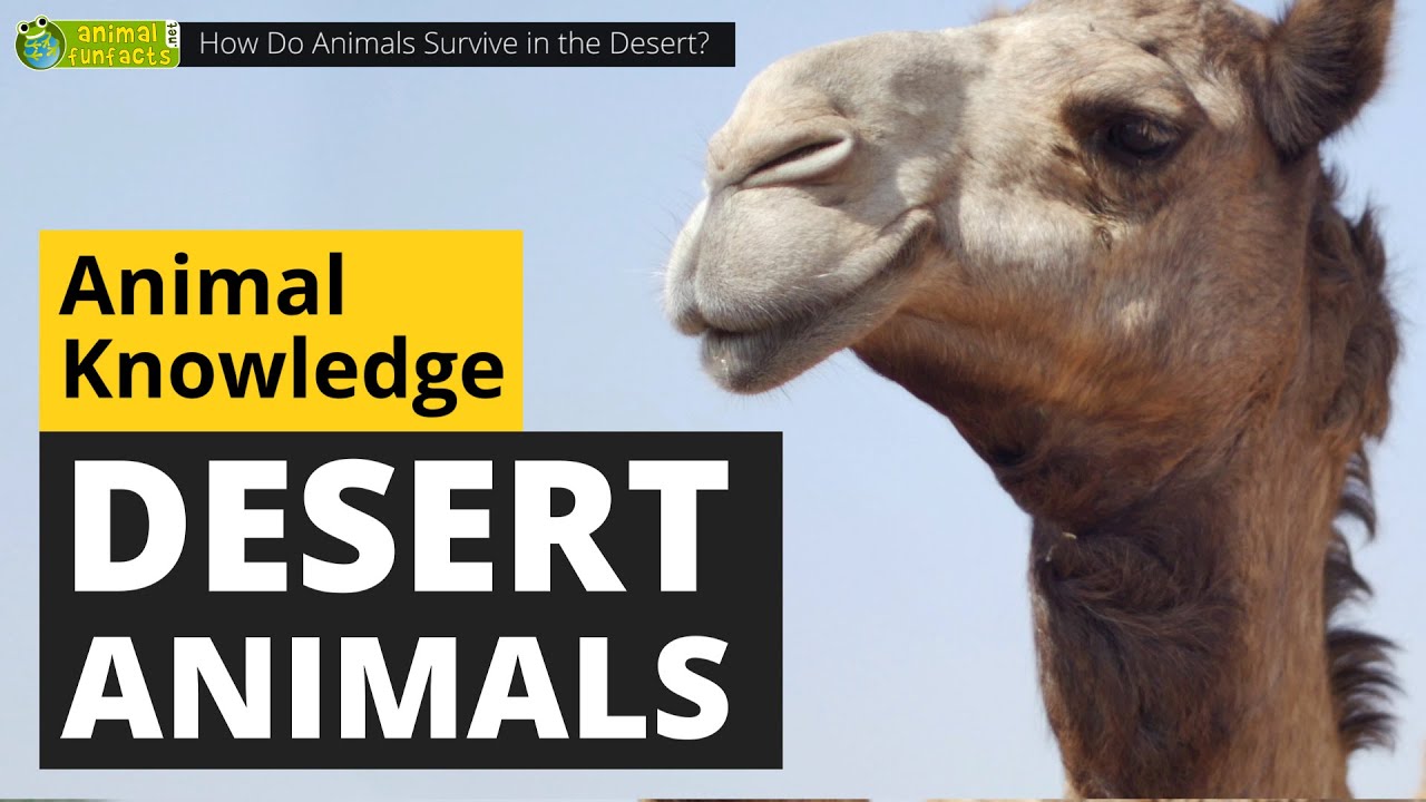 How Do Animals Survive In The Desert? 🐪🌵 - Animals For Kids - Educational Video