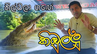 නිල්වලා ගගේ කිඹුල්ලු | Aligators in Sri Lanka