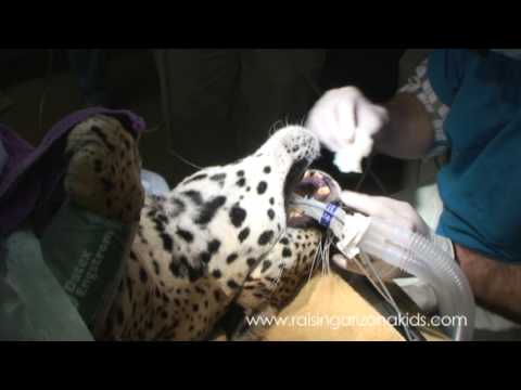 RAKLuceroSeries:...  Veterinary Dentist