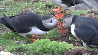 Puffins at Sumburgh Head Lighthouse Shetland