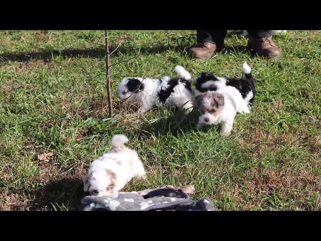 Theo video thumbnail