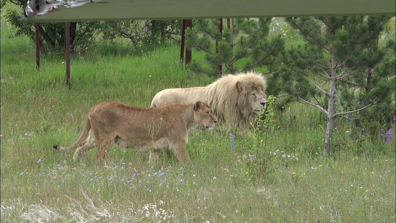 Тайган шерхан асада и симба новые новости. Тайган сафари парк в Крыму белые львы. Лев чип Тайган. Парк Львов Тайган львята и тигрята.