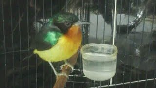 Cara mengatasi burung kowul gembung/tidak Vit