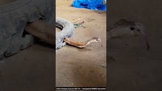 Cobra Emerges from an Old Tire – Unexpected Wildlife Encounter! #snake #cobra #wildlife #animals