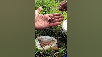 USUS AYAM UMPAN ANDALAN IKAN BAUNG #shortvideo #shorts #short #anekamancingchennel #mancingikan