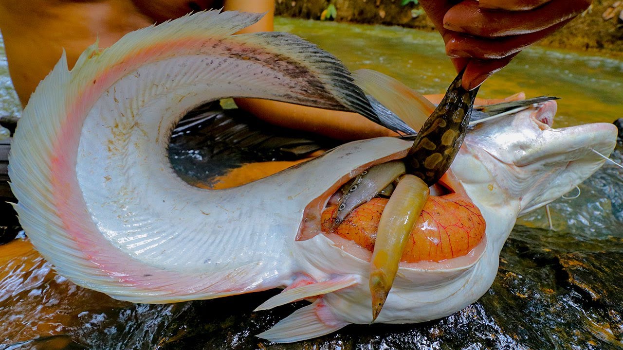 Wow! Frecklefin Eel s In Big Catfish Stomach Fried Frecklefin Eel s Eating Delicious In Forest