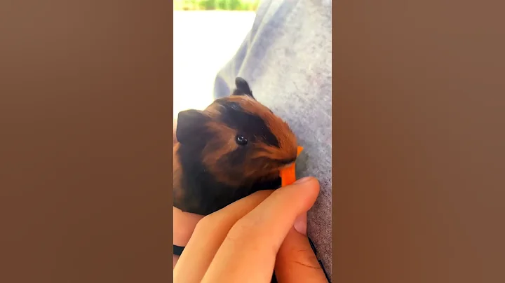 Sammys pet