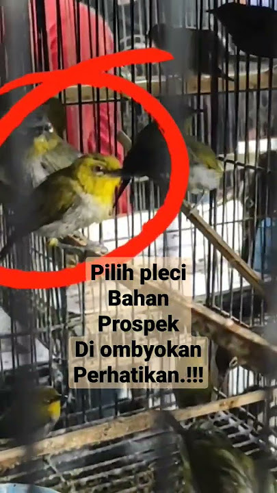 MEMILIH PLECI BAHAN DI OMBYOKAN, KALAU SAYA PRIBADI CARI YG POSTUR TEGAB DAN TEGAS UNTUK BULUNYA