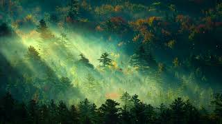 In he Early Morning Forest Live Wallpaper