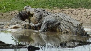 Крокодил каннибал поверг туристов в ШОК!!