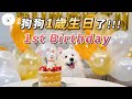 【南瓜PUMPKIN】狗狗的一歲慶生Party!! 禮物竟然有精品!? (薩摩耶Samoyed)