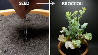 Growing Broccoli Time Lapse - Seed To Flower in 51 days