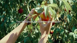 Palmiyeler - Yaz Bittiğinde