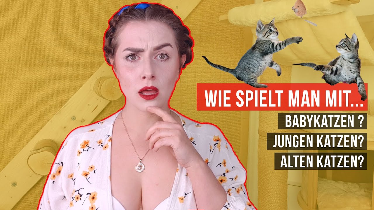 wie spielt man mit Kitten, wie beschäftigt man Katzen & richtig spielen mit alte Katze, Katzenstreit