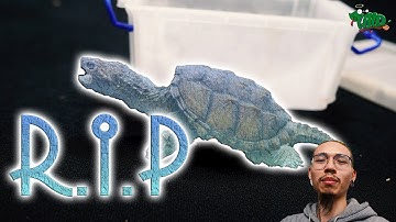 Rùa common mai vàng ra đi bất ngờ| WILDVN TV