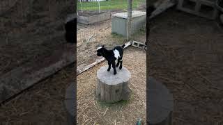 Baby goat falls from tree stump