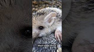 Top 5 Animals With the SHORTEST Pregnancies 🤰
