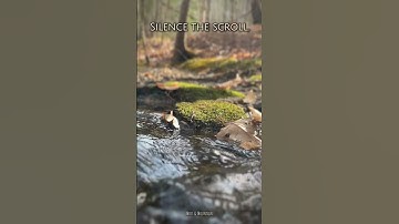 Silence the Scroll | 7 Seconds of Flow to Refocus