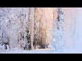 Sunrise at the snowy forest  winter morning ambience