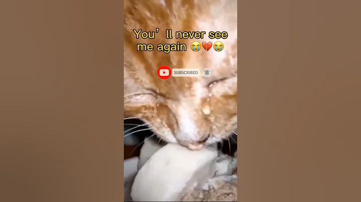 Video 11502491: compilation funny cat cutecat, best funny cats compilation