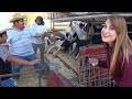 MERCADO de CHIVOS, Puerquitos y Borregos en OAXACA - ALMA Coronel