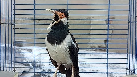 Pancingan Jalak Suren Gacor Full Isian Variasi - Masteran Suara Burung Jalak Gacor Full Isian Mewah