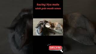 Kucing Nya Malu Udah Gede Masih Nenen