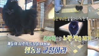 샤넬이의 배변 판 탈출을 위한 노란 네모틀 특훈! @순간포착 세상에 이런 일이 1033회 20190509
