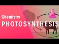 Carbon Cycle Connections: Photosynthesis and Respiration Explained