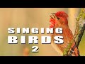 SINGING BIRDS. Part 2