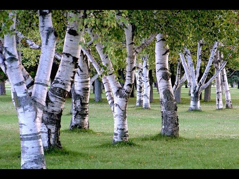 Video: Jaký strom je jako bříza?