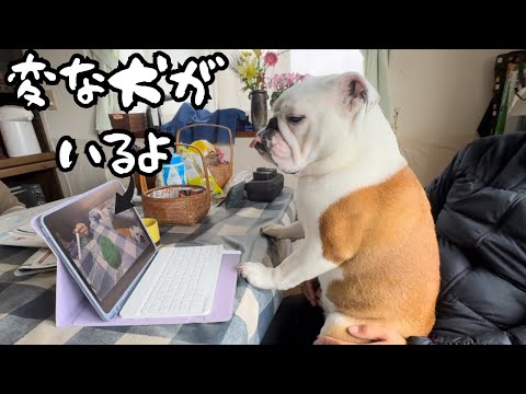 【おはぶる】自分が出演してるYouTubeを観て愕然としてしまったブルドッグがこちら、、、
