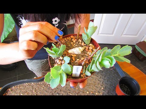 Repotting My Kalanchoe Fedtschenkoi Succulent Plant And Planting Cuttings - Lavender Scallops