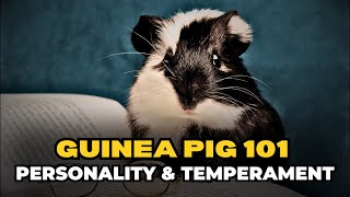 Guinea Pig Personality and Temperament