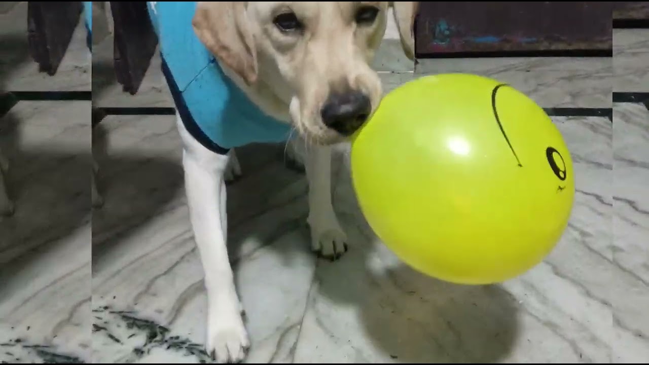 Bruno ki masti Ballons ke sath😍