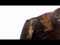 Bird film by andrew zuckerman studio