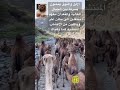 الابل والنوق يمشون بين الجبال العالية والقعدان معهم منتقلين الى مكان اخر اكتب سبحان الله في التعليق